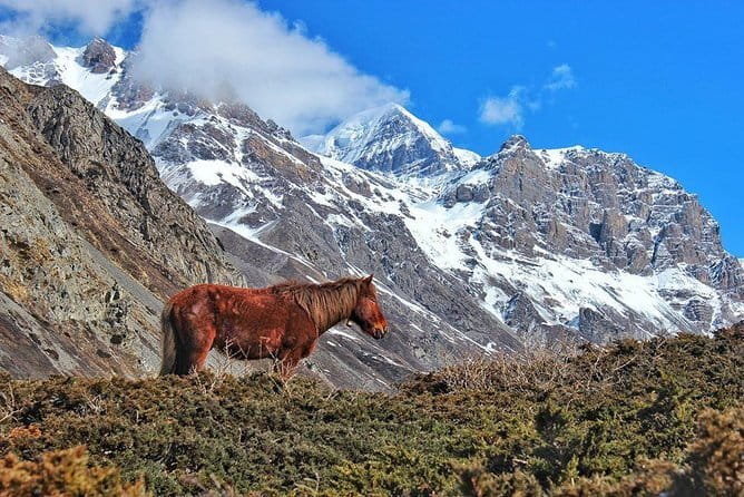 Kathmandu to Langtang Valley 7-Day Trek - Day 5: Kyanjin Ri round trip to Lama Hotel, your big altitude moment