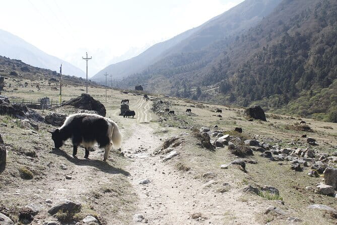 Langtang Trek from Kathmandu 7 Days - Key things that make this Langtang Trek work