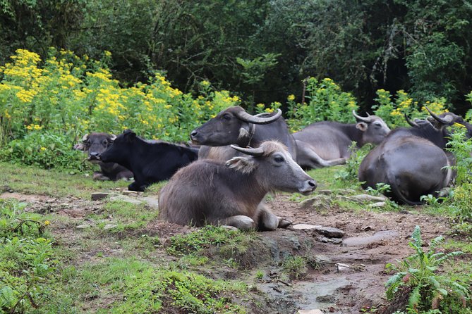 Mardi Himal Base Camp Trek (5 Days) - Day 4: 4:00 to 4:30 AM sunrise to Mardi Himal Base Camp