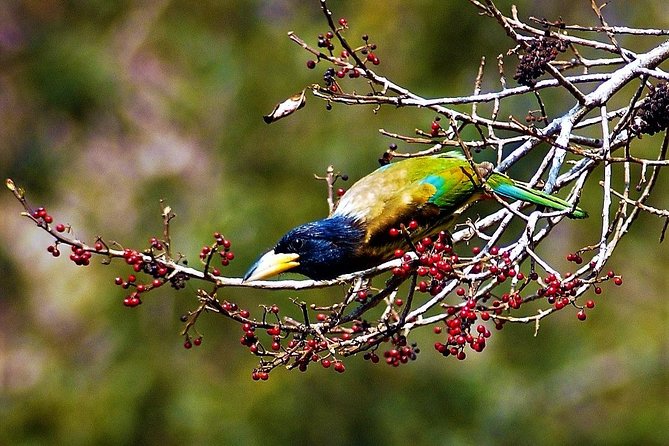 Nepal Birding - When Chitwan-Style Birding Targets Show Up in the Plan