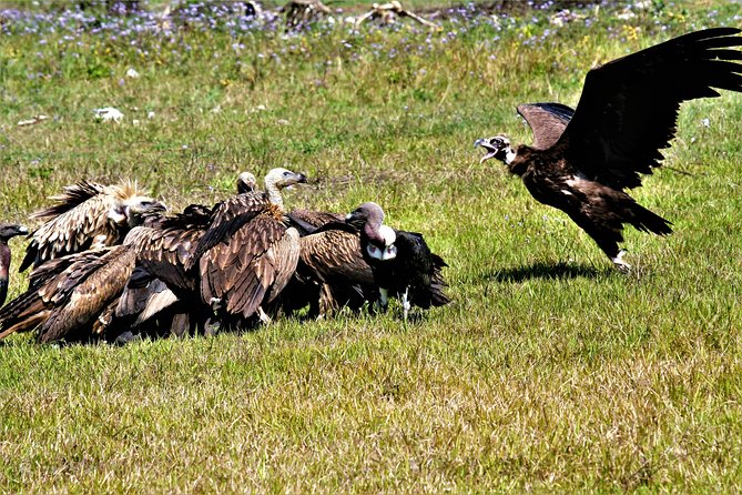 Nepal Birding - Who This Private Kathmandu Birding Day Fits Best