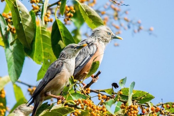 Phulchoki bird-watching tour - Key highlights you will care about
