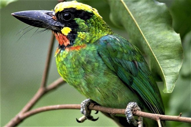 Phulchoki bird-watching tour - The Godawari hike via Naudhara entry, bird calls, and conservation rules