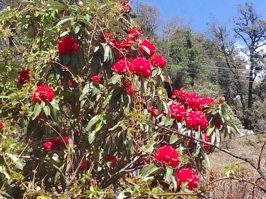 Pokhara: 1-Day Scenic Australian Camp & Dhampus Guided Hike - Guide quality: what makes the day feel safe and easy