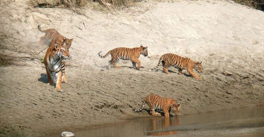 Pokhara: 1 Night 2 Day Chitwan Safari Tour - Key things to know before you go