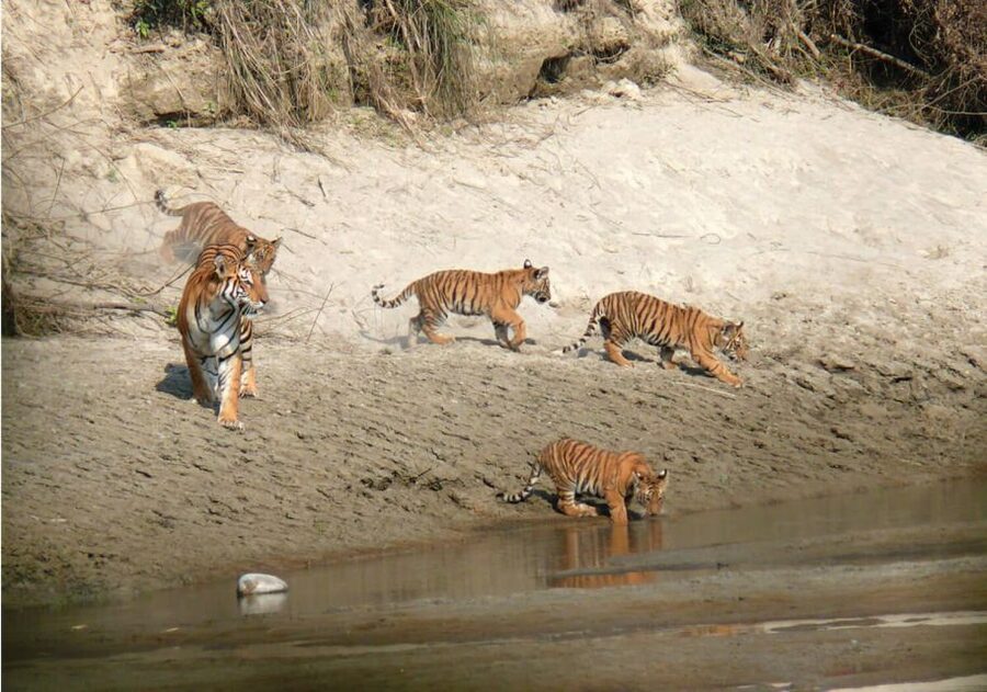 Pokhara: 1 Night 2 Day Chitwan Safari Tour - Chitwan National Park in 1 Night, 2 Days: What this trip really delivers
