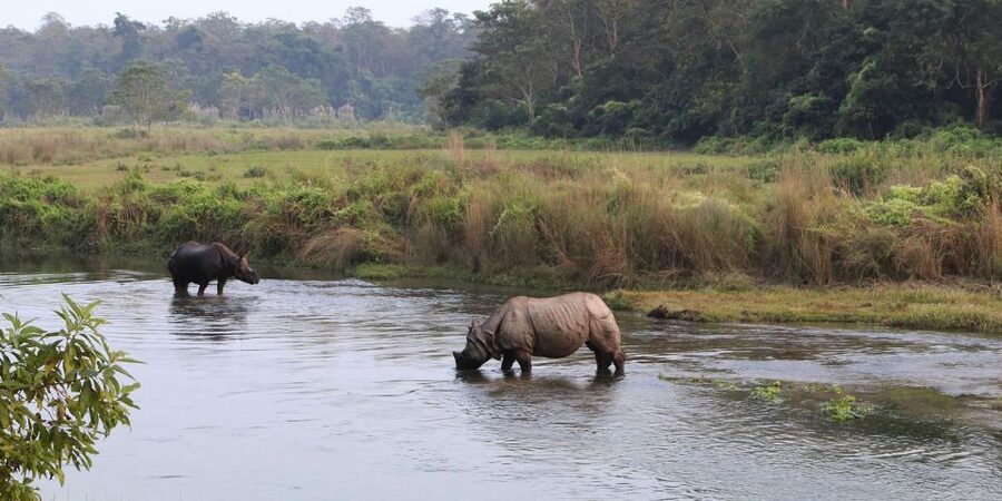 Pokhara: 1 Night 2 Day Chitwan Safari Tour - Jeep safari and guided nature walk: where wildlife viewing becomes real