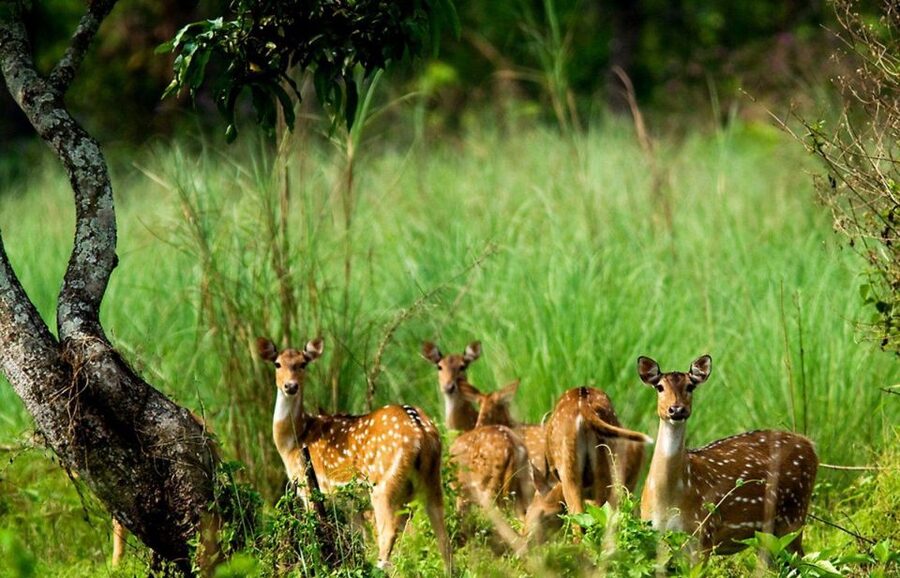 Pokhara: 1 Night 2 Day Chitwan Safari Tour - Sunset tour plus Terai jungle timing: how to make the evening count