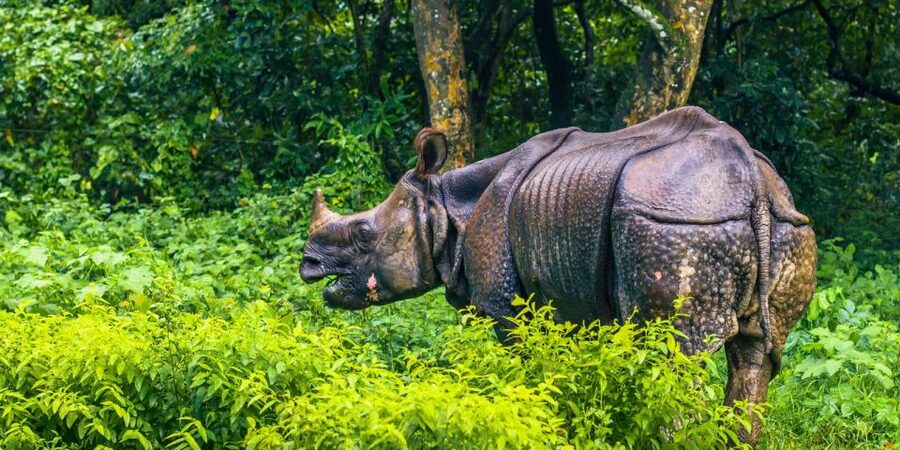 Pokhara: 1 Night 2 Day Chitwan Safari Tour - Hotel Pickup, Tourist Bus, and the 7am start