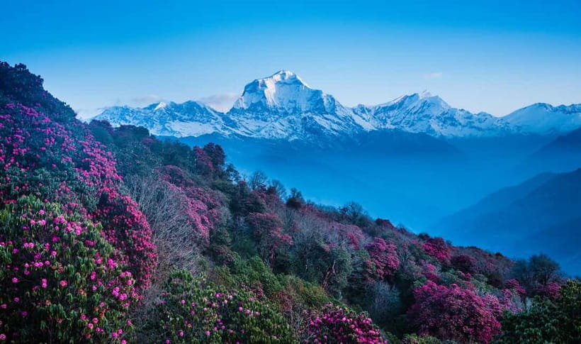 Pokhara: 2 & 3 Days Ghorepani Poon Hill Private Guided Trek - Price and value: what $118 covers, and what to watch for