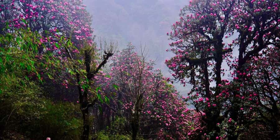 Pokhara: 3- days Poon Hill Trek - What’s actually included, and what you should budget for