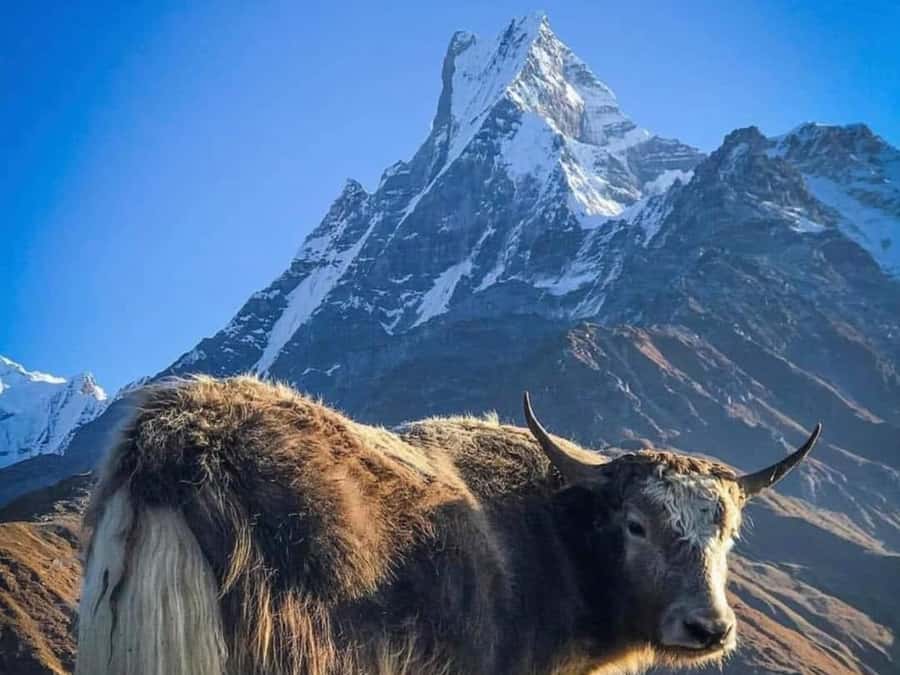 Pokhara: 4-Day Mesmerizing Mardi Himal Guided Trek - Key highlights you will feel fast