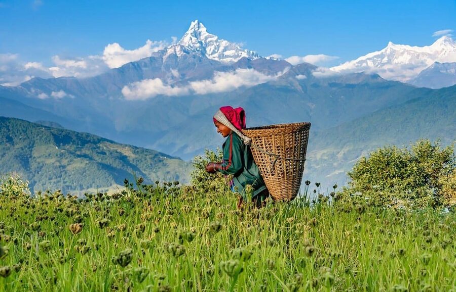 Pokhara: Annapurna Foothills Private Day Hike with Transfers - Downhill to Phedi and Dhampus Village: countryside Nepal in motion