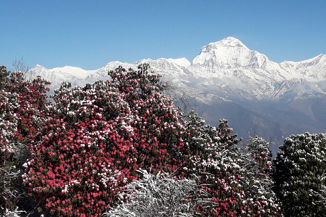 Pokhara: Poon Hill Ghorepani Short Trek - Permits and Park Fees: Why Included Paperwork Matters on This Trek