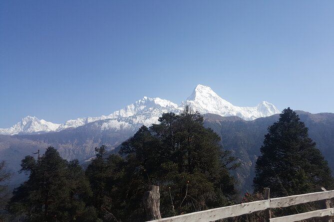 Poon hill Trek 3 days - More than peaks: rhododendrons, villages, and the mountain world