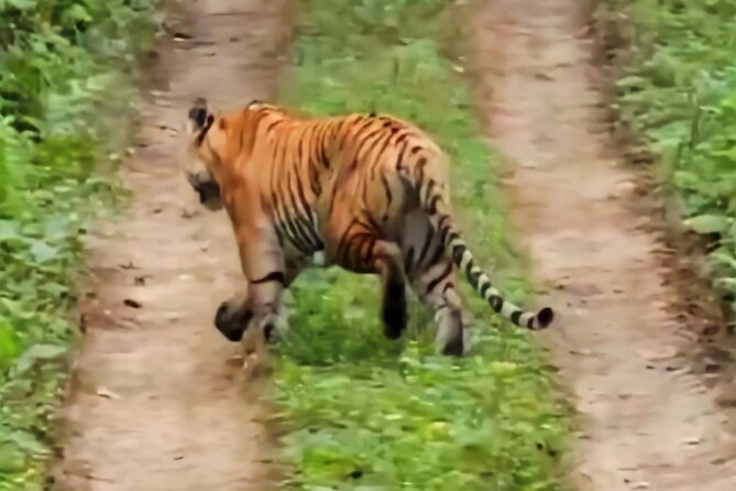 Private Jeep Safari (8-10 hrs.)inside Chitwan National Park. - Birding focus: giant hornbill and Bengal florican