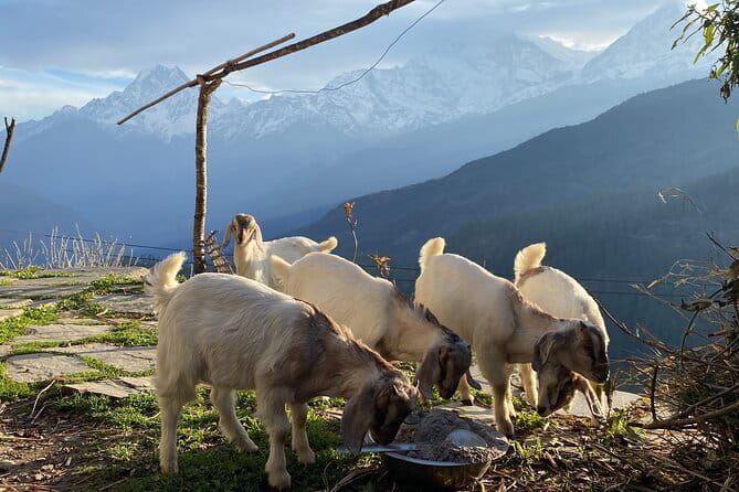 Private Tour Local Culture and The View of Mohare Danda - Quick hits on Mohare Danda culture and mountain views